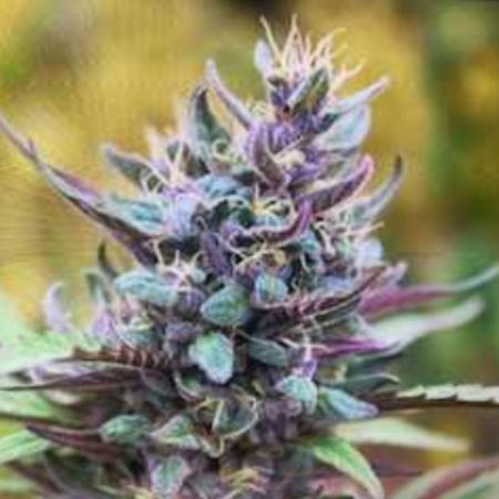 96' Flo incross cannabis seeds