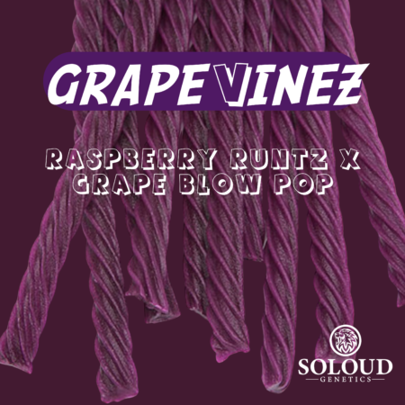 Grape Vinez cannabis seeds | So Loud