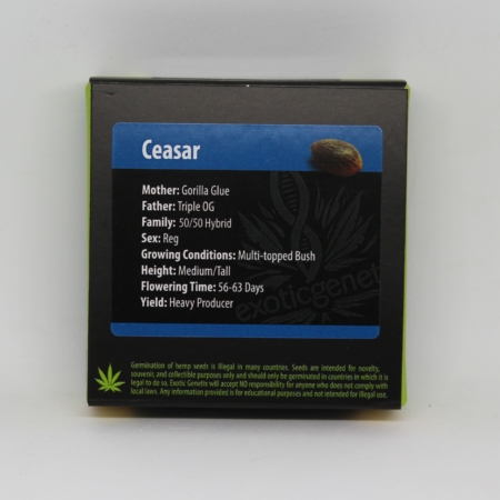 Caesar cannabis seeds | Exotic Genetix