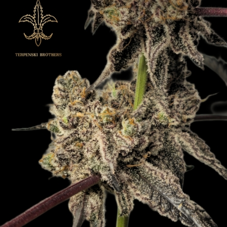 Kiwi Goddess cannabis seeds