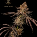 Kiwi Zkittlez cannabis seeds