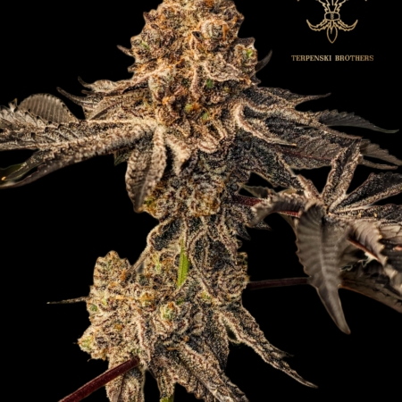 Kiwi Goddess marijuana strain