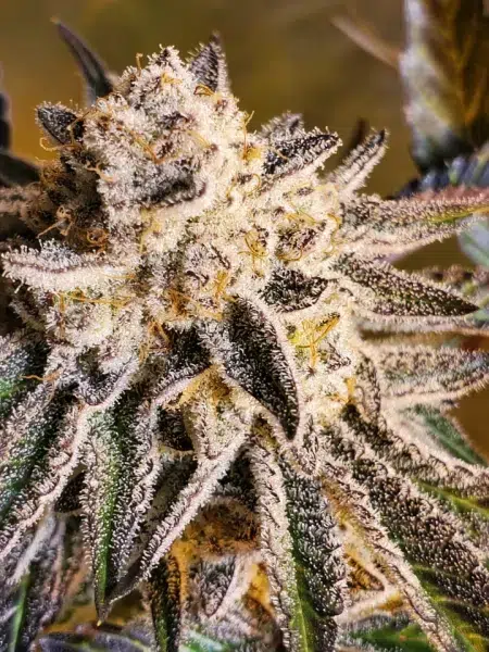 Purple Macaron cannabis strain