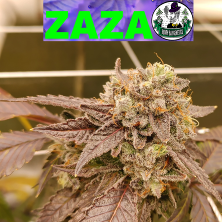 Zaza F2 cannabis seeds