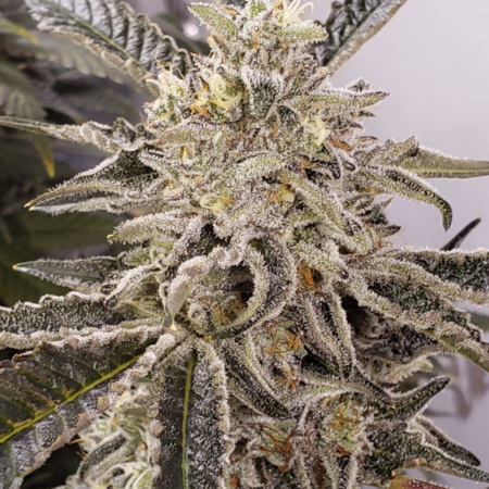 Angels Delight cannabis seeds