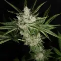Hindu Pupil marijuana plant
