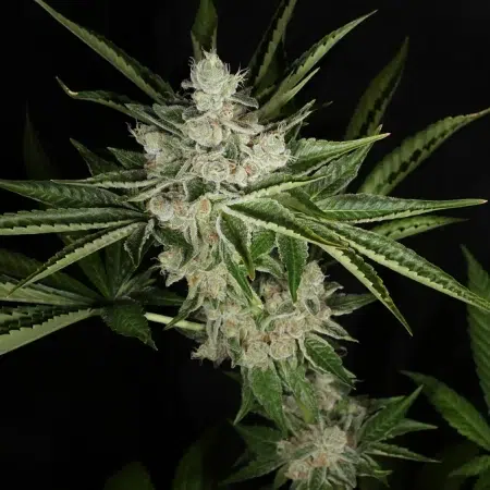 Hindu Pupil marijuana plant