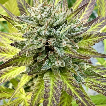 OG Cheddar cannabis seeds
