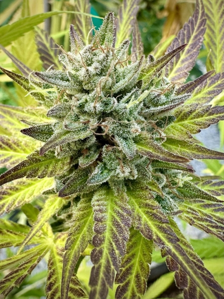 OG Cheddar cannabis seeds