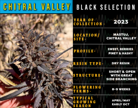 Chitral Valley Black Selection cannabis seeds