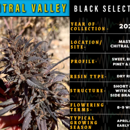 Chitral Valley Black Selection cannabis seeds