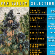 Hopar Valley selection mmj seeds | Indian Landrace Exchange