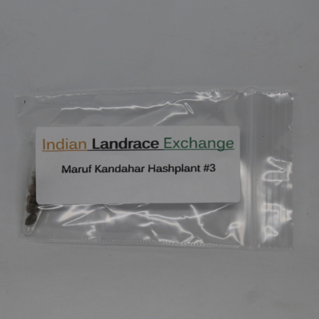 Maruf Kandahar Hashplant cannabis seeds bred by Indian Landrace Exchange
