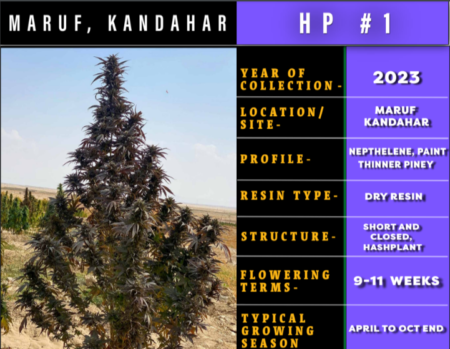 Maruf Kandahar Hashplant bred by Indian Landrace Exchange
