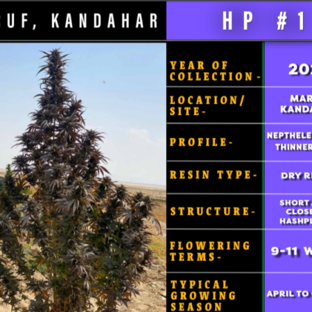 Maruf Kandahar Hashplant bred by Indian Landrace Exchange
