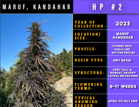 Maruf Kandahar Hashplant marijuana seeds