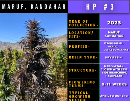 Maruf Kandahar #3 cannabis seeds