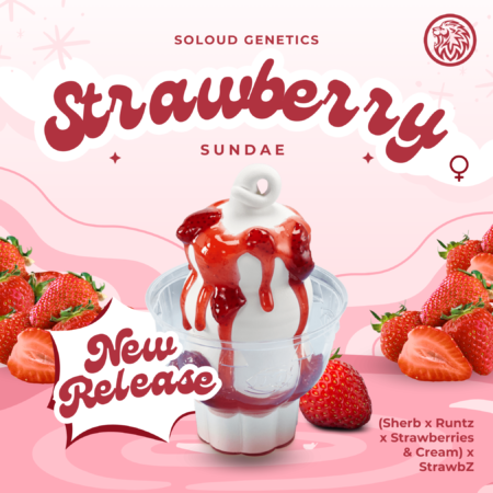 Strawberry Sundae mmj strain