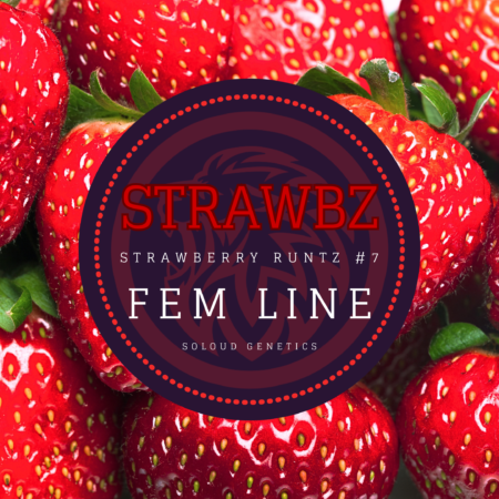 StrawbZ feminized cannabis seed line