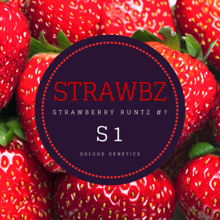 StrawbZ S1 cannabis seeds Strawberry Runtz