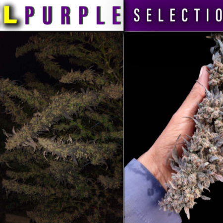 XXL Purple Selection