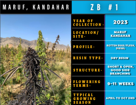 Maruf Kandahar, Zed Black #1 cannabis seeds, bred by Indian Landrace Exchange
