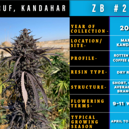 Maruf Kandahar, Zed Black bred by ILE