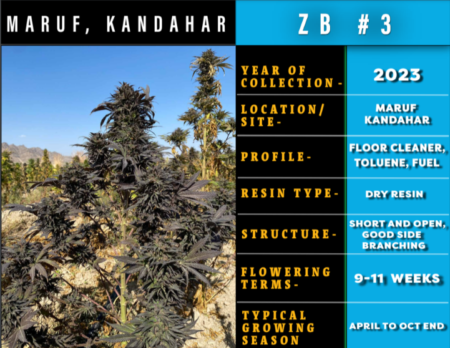Maruf Kandahar, Zed Black #3 marijuana seeds