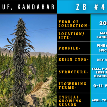 Maruf Kandahar, Zed Black cannabis seeds