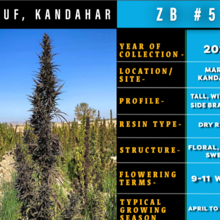 Maruf Kandahar, Zed Black cannabis seeds