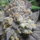 Phantom Cookies cannabis seeds