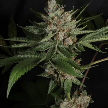 LA Pure Pupil seeds by MMS
