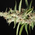 Mass Medical Strains cannabis seeds